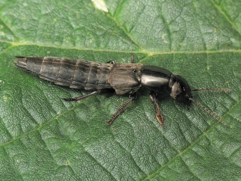 Ocypus picipennis (Fabricius, 1793)